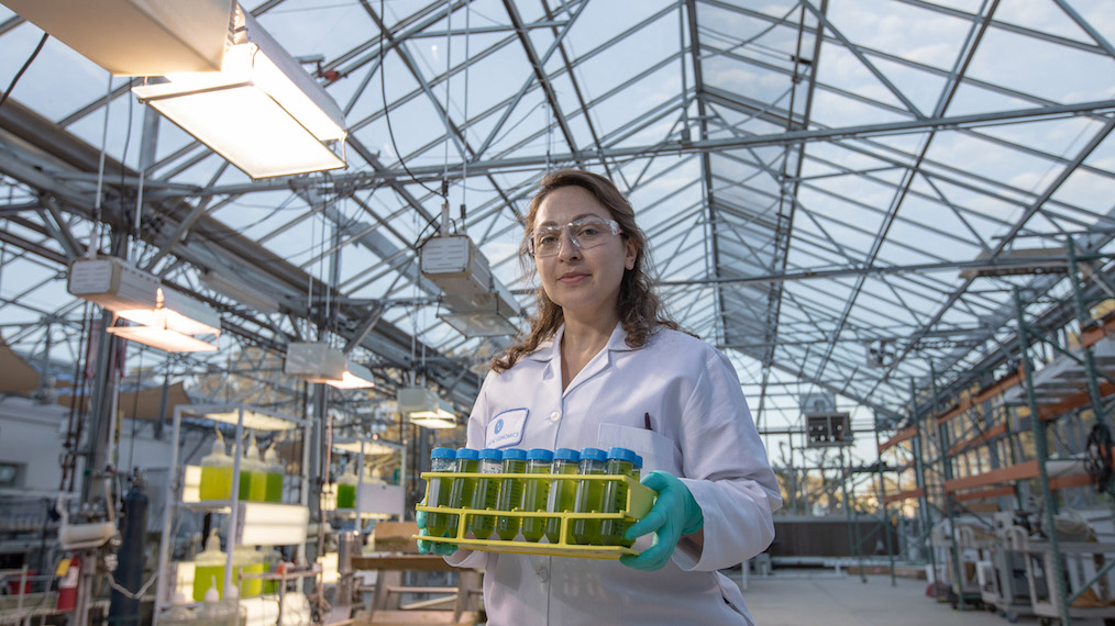 Algae farming